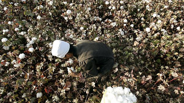 190 örgütün ortak açıklaması: Uygurların Zorla Çalıştırılmasına Son Verin