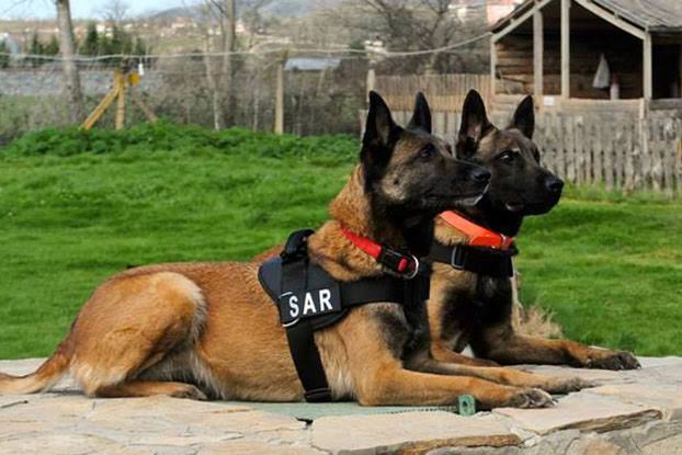 Narkotik köpekleri Covid 19 için eğitiliyor