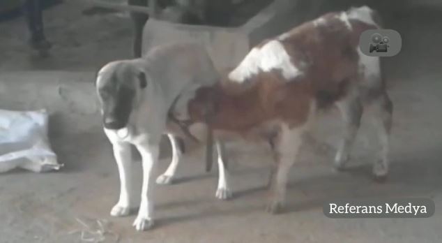 Öksüz kalan danayı kangal köpeği emzirdi (Video Haber)