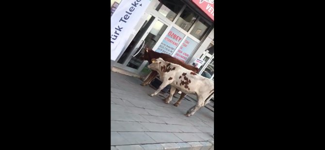 Veterinere giden inekler sosyal medyada viral oldu  (video haber)