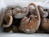 Gabon, pangolin ve yarasa yemeyi yasakladı