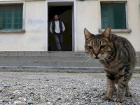 Mahkumlara uyuşturucu taşırken yakalanan 'kurye' kedi cezaevinden kaçtı