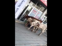 Veterinere giden inekler sosyal medyada viral oldu  (video haber)